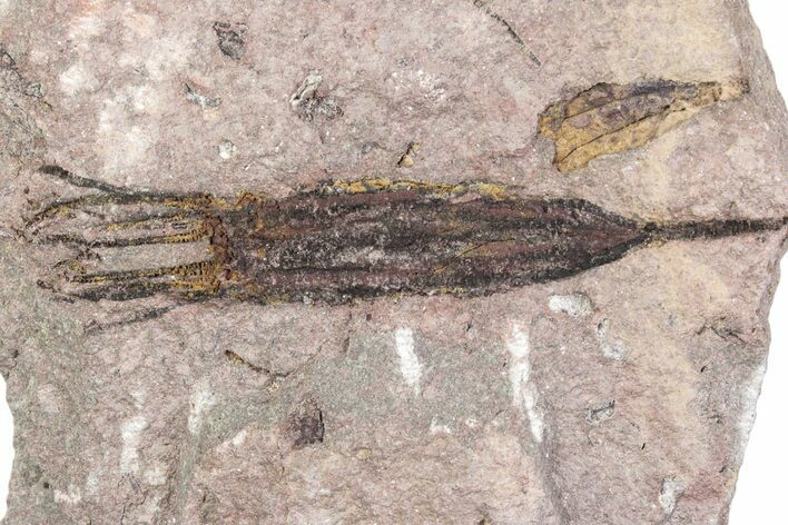 Fossil Eocrinoid (Ascocystites) - El Kaid Rami, Morocco #376552